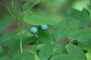 2025-08039895 Tower Hill Botanic Garden, MA